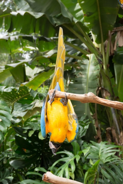 "Во многие клетки можно запросто заходить", – блогер из Горок побывала в парке птиц в Бразилии