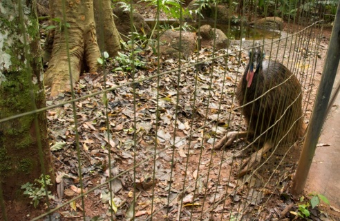 "Во многие клетки можно запросто заходить", – блогер из Горок побывала в парке птиц в Бразилии