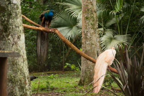 "Во многие клетки можно запросто заходить", – блогер из Горок побывала в парке птиц в Бразилии