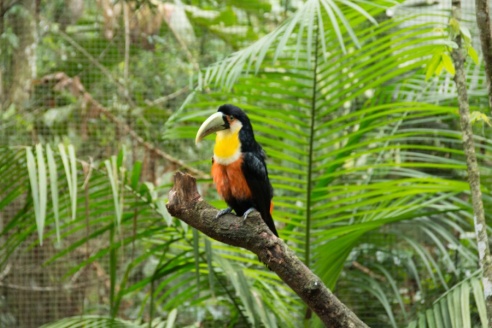 "Во многие клетки можно запросто заходить", – блогер из Горок побывала в парке птиц в Бразилии
