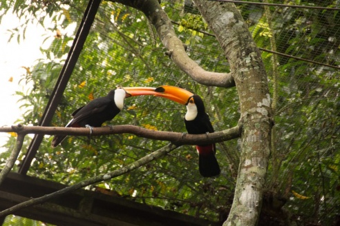 "Во многие клетки можно запросто заходить", – блогер из Горок побывала в парке птиц в Бразилии