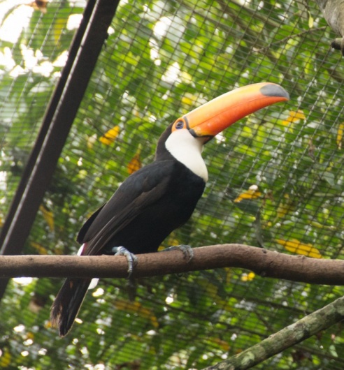 "Во многие клетки можно запросто заходить", – блогер из Горок побывала в парке птиц в Бразилии