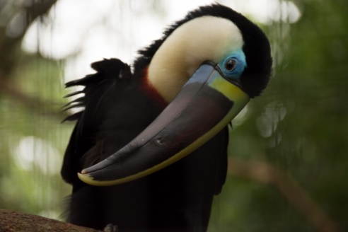 "Во многие клетки можно запросто заходить", – блогер из Горок побывала в парке птиц в Бразилии