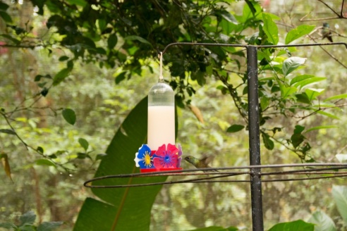 "Во многие клетки можно запросто заходить", – блогер из Горок побывала в парке птиц в Бразилии