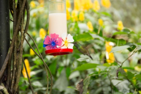 "Во многие клетки можно запросто заходить", – блогер из Горок побывала в парке птиц в Бразилии