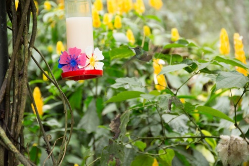 "Во многие клетки можно запросто заходить", – блогер из Горок побывала в парке птиц в Бразилии