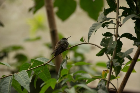 "Во многие клетки можно запросто заходить", – блогер из Горок побывала в парке птиц в Бразилии