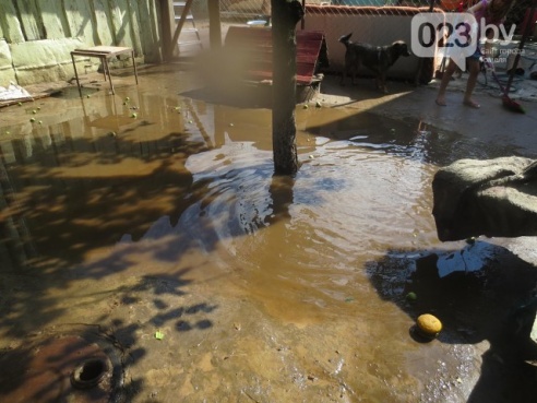 На Гомельщине приют, в котором живут 135 бездомных животных, затопило. Для спасения питомцев требуются мужские руки