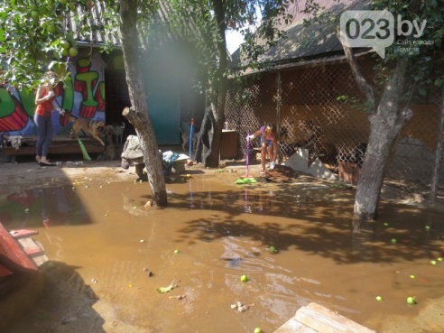 На Гомельщине приют, в котором живут 135 бездомных животных, затопило. Для спасения питомцев требуются мужские руки