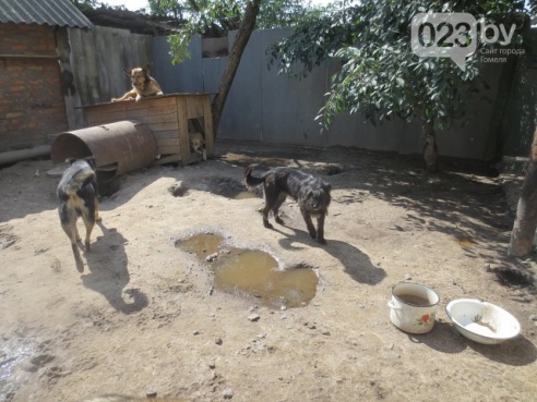 На Гомельщине приют, в котором живут 135 бездомных животных, затопило. Для спасения питомцев требуются мужские руки