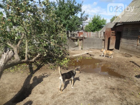 На Гомельщине приют, в котором живут 135 бездомных животных, затопило. Для спасения питомцев требуются мужские руки