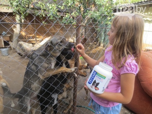 На Гомельщине приют, в котором живут 135 бездомных животных, затопило. Для спасения питомцев требуются мужские руки