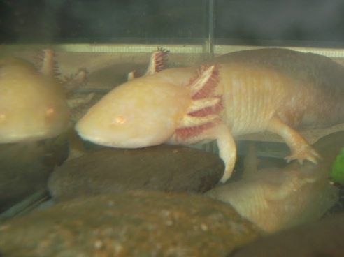 Таракан-«автомобильчик», экспрессивный хорек и привередливая «ручная рыбка»: какие экзоты живут в соседних квартирах