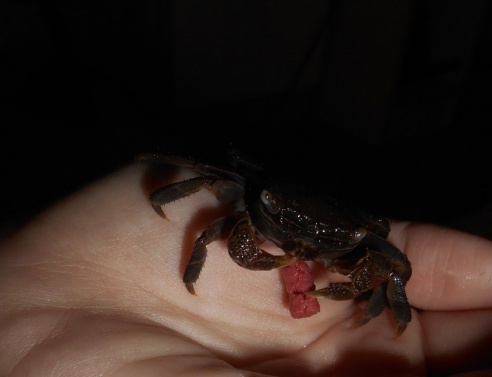 Таракан-«автомобильчик», экспрессивный хорек и привередливая «ручная рыбка»: какие экзоты живут в соседних квартирах