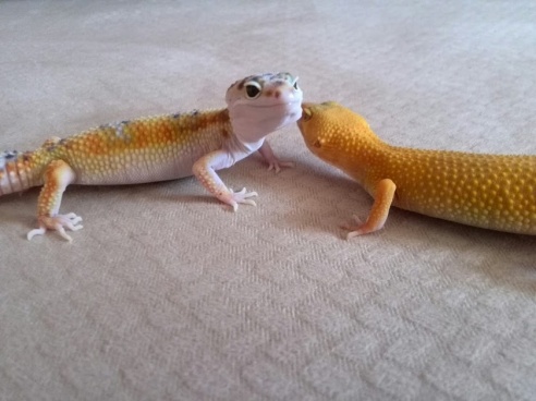 Таракан-«автомобильчик», экспрессивный хорек и привередливая «ручная рыбка»: какие экзоты живут в соседних квартирах