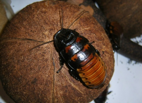 Таракан-«автомобильчик», экспрессивный хорек и привередливая «ручная рыбка»: какие экзоты живут в соседних квартирах