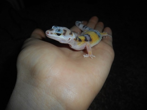 Таракан-«автомобильчик», экспрессивный хорек и привередливая «ручная рыбка»: какие экзоты живут в соседних квартирах