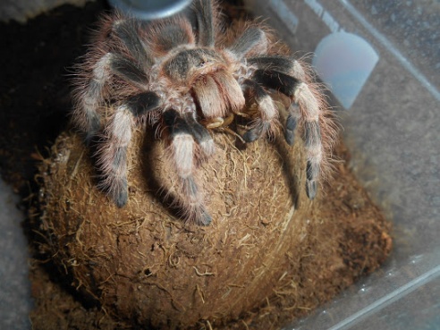 Таракан-«автомобильчик», экспрессивный хорек и привередливая «ручная рыбка»: какие экзоты живут в соседних квартирах