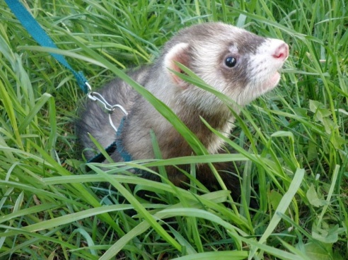 Таракан-«автомобильчик», экспрессивный хорек и привередливая «ручная рыбка»: какие экзоты живут в соседних квартирах