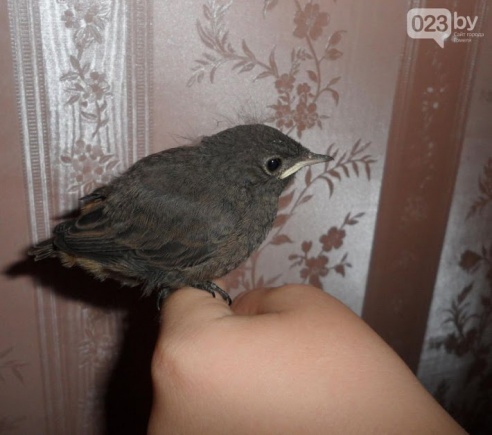 Куда в Гомеле можно законно пристроить «пернатую находку»? Гомельчанка помогла птенцам горихвостки, а теперь сама просит помощи (фото)