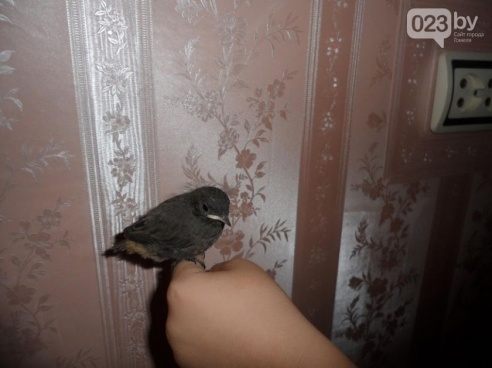 Куда в Гомеле можно законно пристроить «пернатую находку»? Гомельчанка помогла птенцам горихвостки, а теперь сама просит помощи (фото)