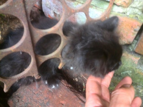 Фотофакт: гомельчанин с помощью мыла спас котенка, застрявшего в металлическом заборе