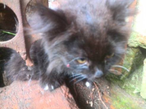 Фотофакт: гомельчанин с помощью мыла спас котенка, застрявшего в металлическом заборе