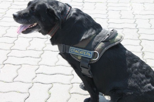 Позитивный экстрим: гомельчане попробовали себя в роли спасателей МЧС