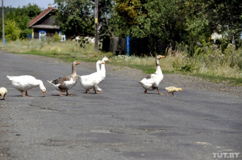 «Наш магазін закрылі, а ён красівы, як лялька»: репортаж TUT.BY из деревни Водовичи, где нет продавца — Гомель сегодня