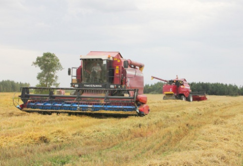 Корреспонды районной газеты «Голас Касцюкоушчыны» наведали механизаторов филиала №1 «Цемагро» на хлебной ниве (+ фото)