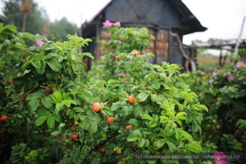 Гомельчанин летом живёт в доме на дереве