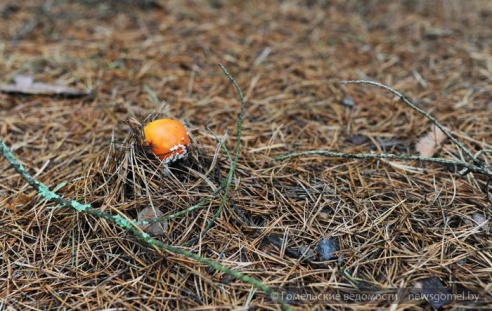 Гомельчанин летом живёт в доме на дереве