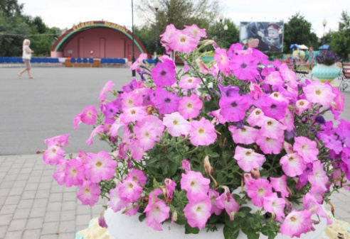 В городе Костюковичи работники коммунальной службы создают красоту цветочными композициями (+ фото)