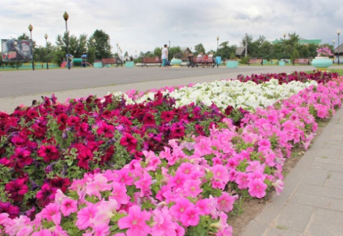 В городе Костюковичи работники коммунальной службы создают красоту цветочными композициями (+ фото)