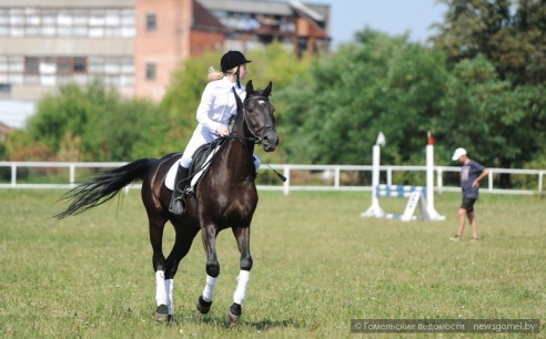 В Гомеле проходят соревнования по конному спорту