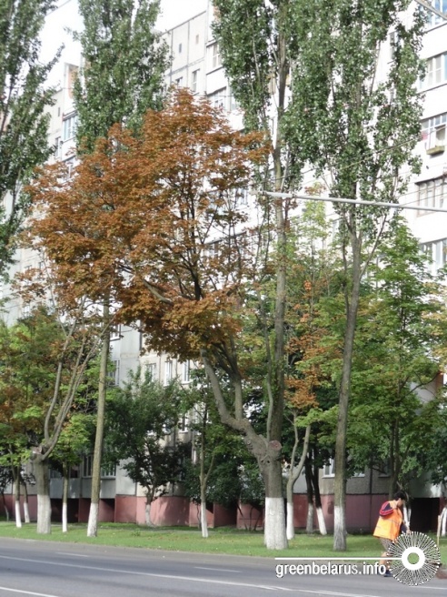 Фотофакт: в Гомеле уже в середине лета поникли каштаны и опадают клены
