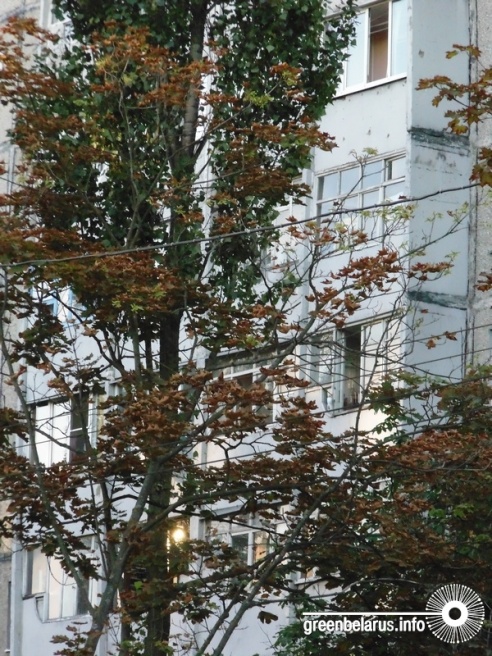 Фотофакт: в Гомеле уже в середине лета поникли каштаны и опадают клены