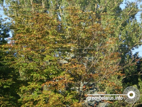 Фотофакт: в Гомеле уже в середине лета поникли каштаны и опадают клены