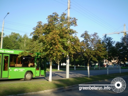 Фотофакт: в Гомеле уже в середине лета поникли каштаны и опадают клены