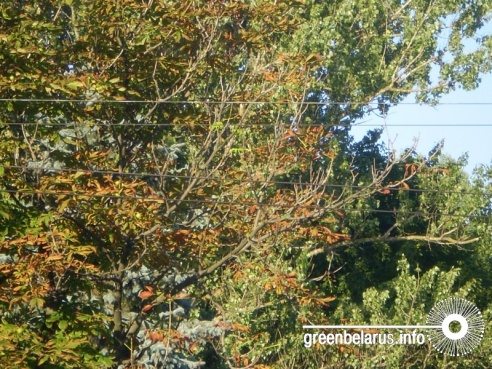 Фотофакт: в Гомеле уже в середине лета поникли каштаны и опадают клены