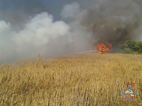 В Оршанском районе загорелось пшеничное поле