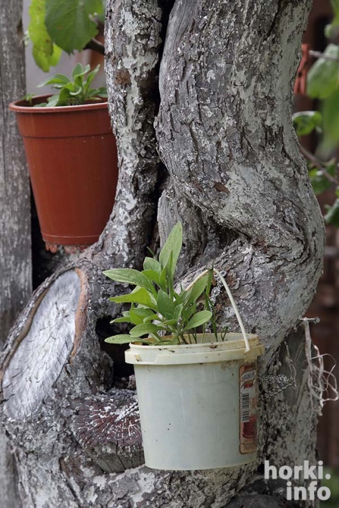 Добрая фея Казимировской Слободы