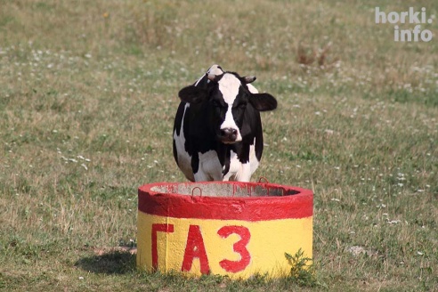 Один знойный день в Горках. 30 фото, от которых станет еще жарче