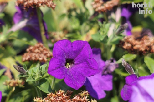 Один знойный день в Горках. 30 фото, от которых станет еще жарче