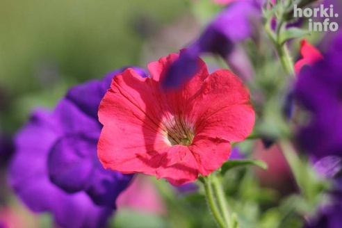 Один знойный день в Горках. 30 фото, от которых станет еще жарче