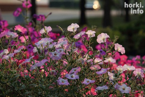 Один знойный день в Горках. 30 фото, от которых станет еще жарче