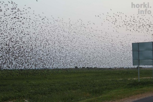 Один знойный день в Горках. 30 фото, от которых станет еще жарче