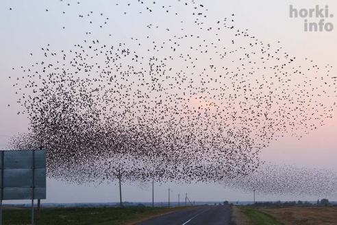 Один знойный день в Горках. 30 фото, от которых станет еще жарче