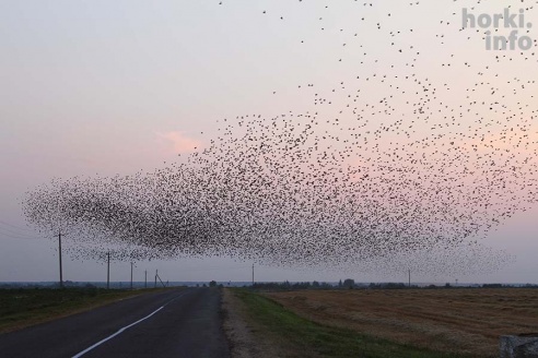 Один знойный день в Горках. 30 фото, от которых станет еще жарче