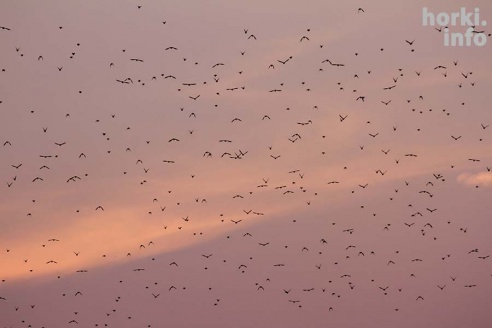 Один знойный день в Горках. 30 фото, от которых станет еще жарче